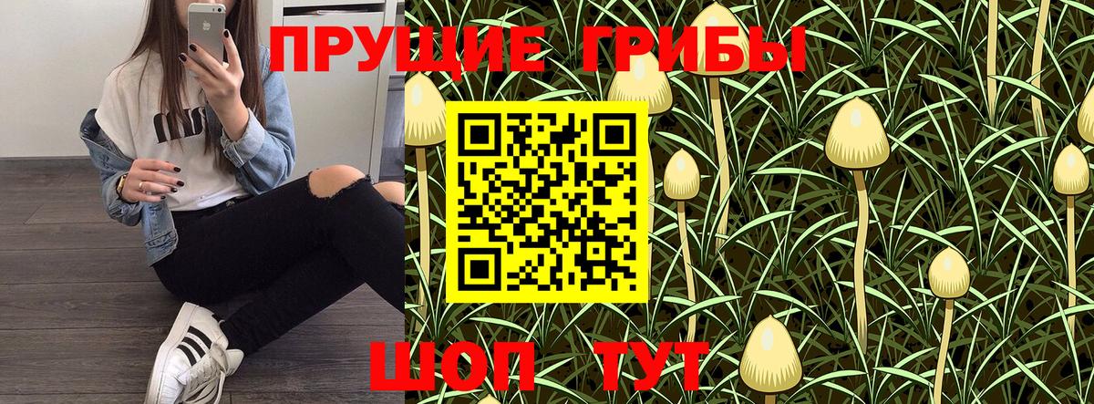 Галлюциногенные грибы Psilocybe  Вход с VPN  Гатчина  Псилоцибиновые грибы мухоморы 